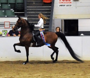 Sadie Best in Show